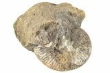 Fossil Ammonite (Hoploscaphites) - South Dakota #190066-1
